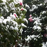 Les Camelias Bed & Breakfast *