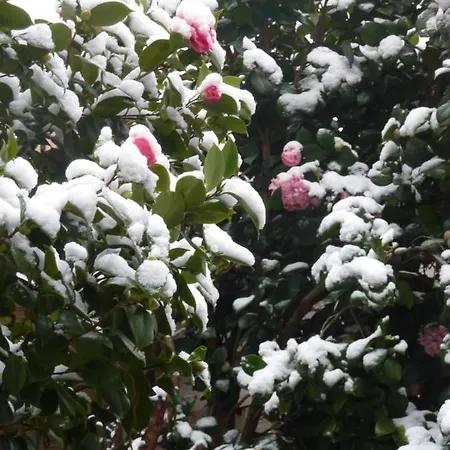 Les Camelias فندق مبيت وإفطار *