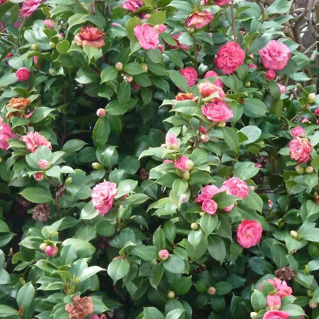 فندق مبيت وإفطار Les Camelias *