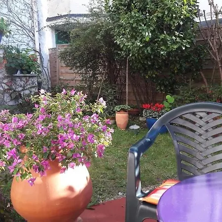 Les Camelias