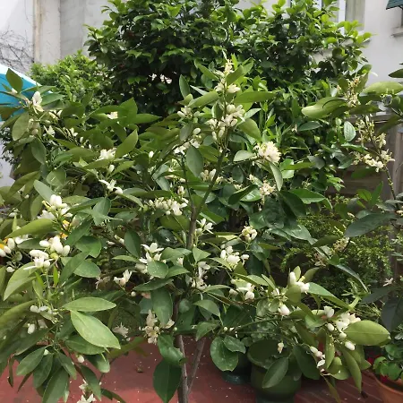 Les Camelias فندق مبيت وإفطار *