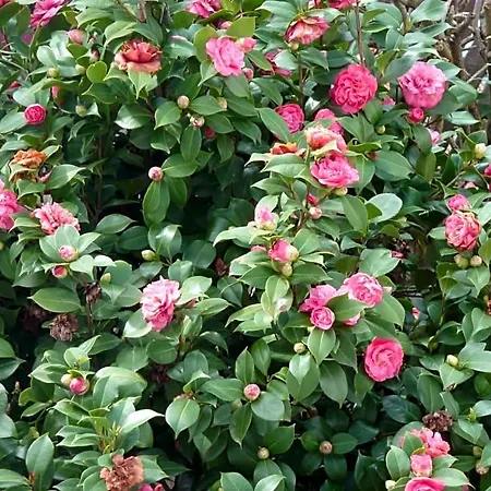 Les Camelias Frühstückspension