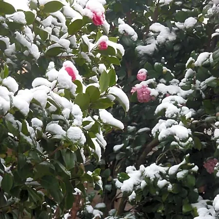 Frühstückspension Les Camelias *