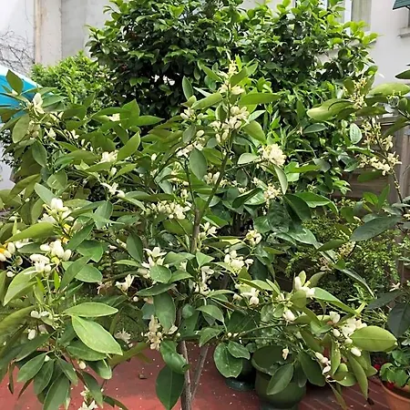Les Camelias Mazamet