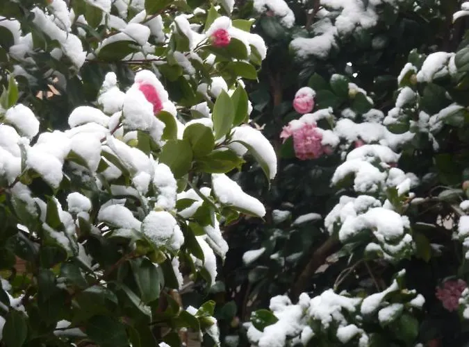 Les Camelias Отель типа 